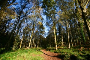 Walking into the forest 2