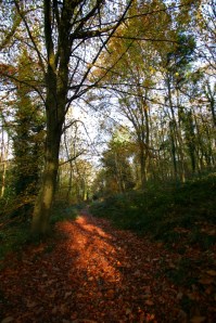Walking into the forest